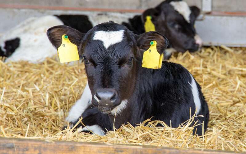 Diseases Affecting Young Calves!